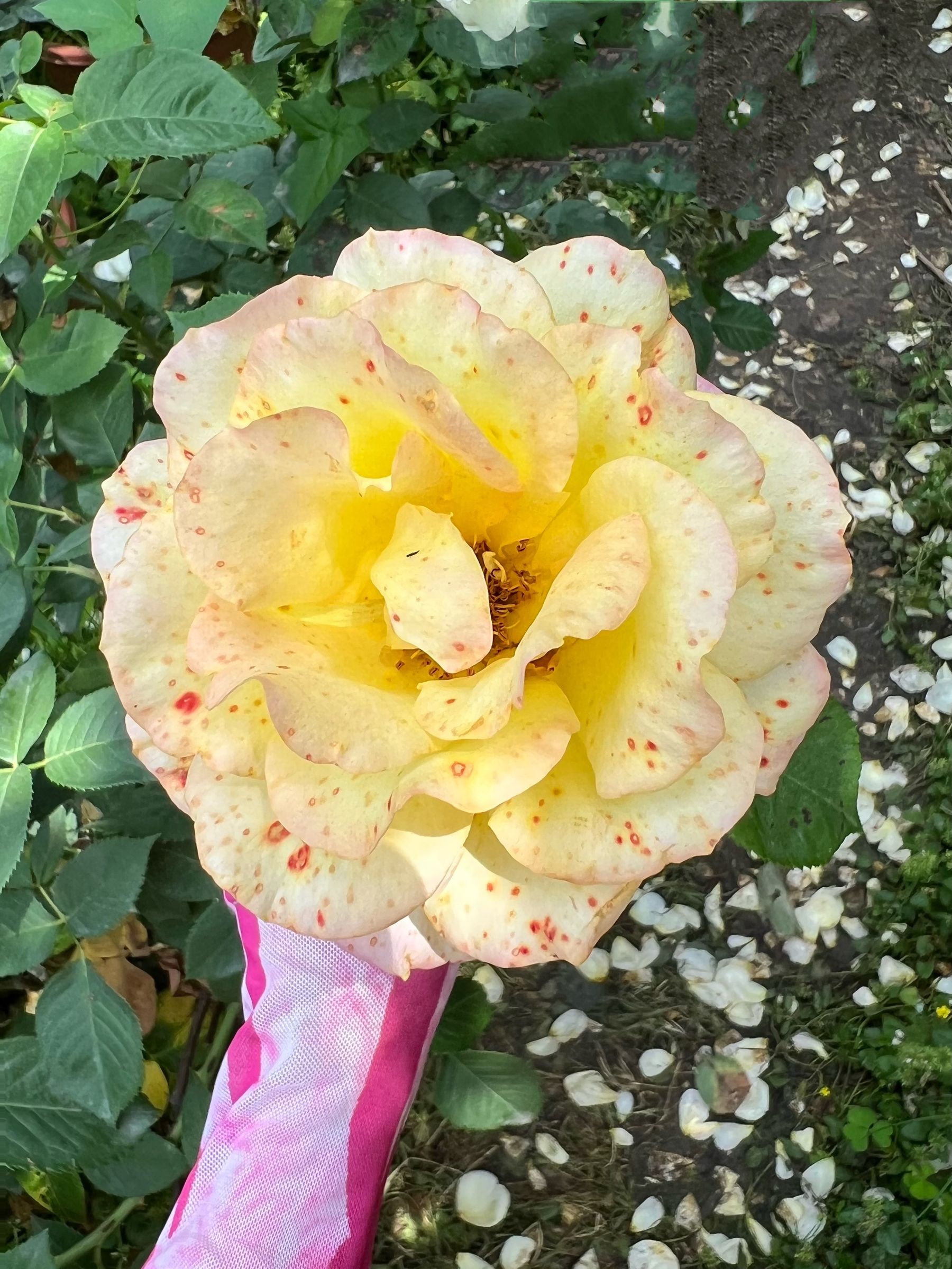 [福利COS] 美臀女神左公子666 微密圈VIP付费私拍美照合集2第83张