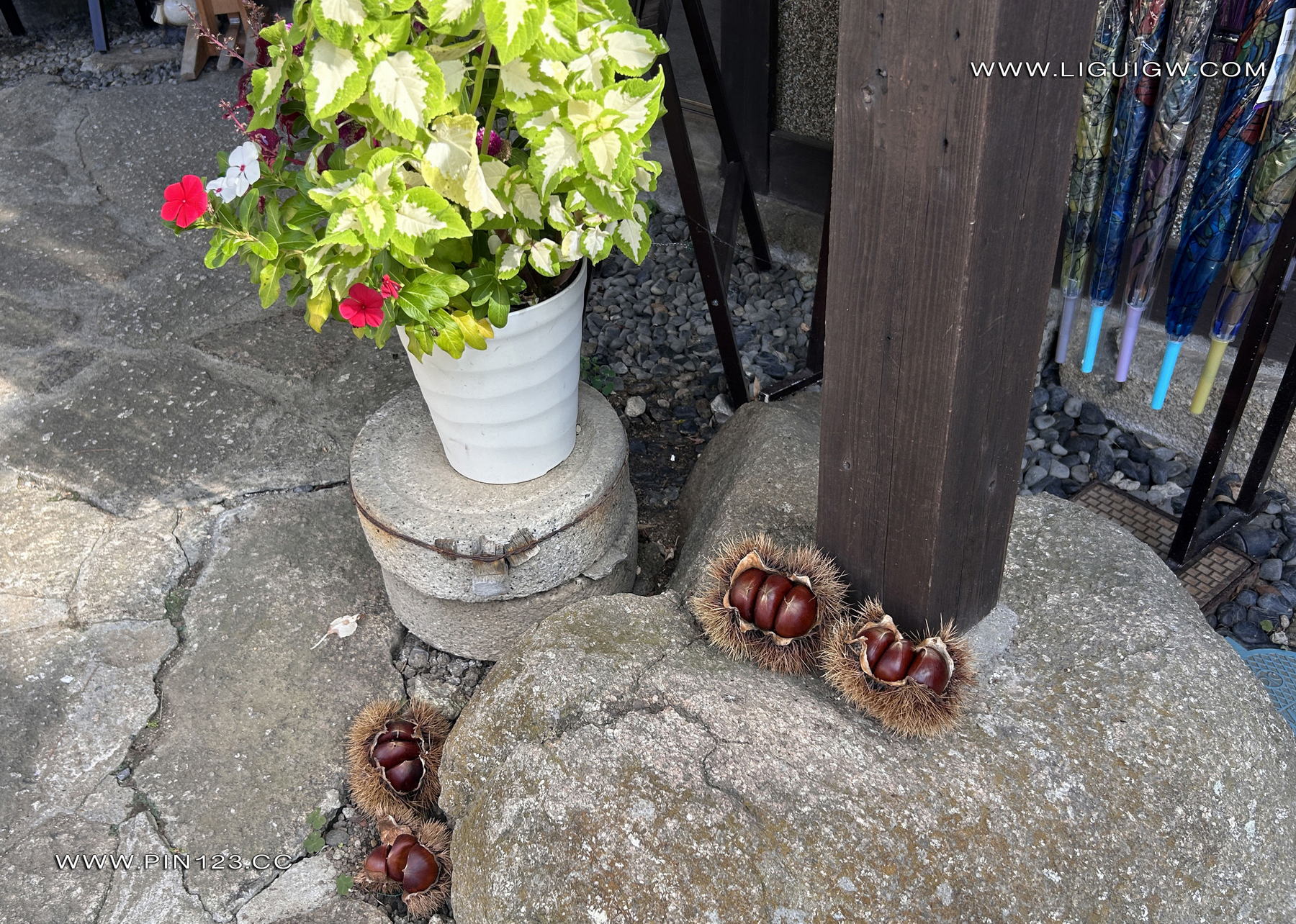 [Ligui丽柜] 2024.11.14《兔子日本旅拍花絮图片》兔子第7张